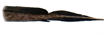 Chimaera monstrosa_08.jpg